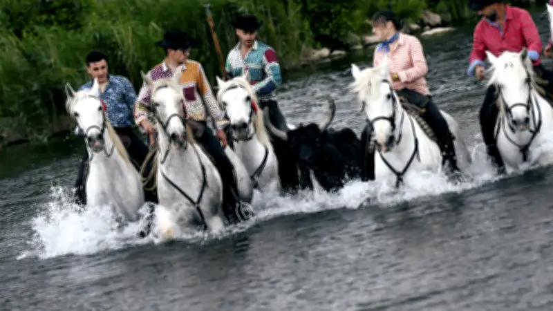 Feria d'Alès : la manade Aubanel impressionne avec sa gaze sous la pluie