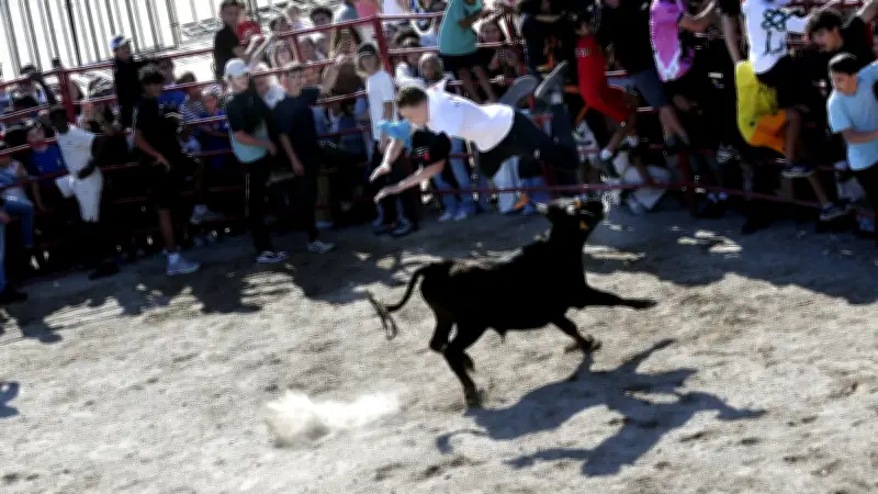 Feria d'Alès : la première animation vachette enflamme les berges du Gardon