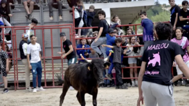 Feria d'Alès : un jeune s'agrippe à une vachette sous les rires du public