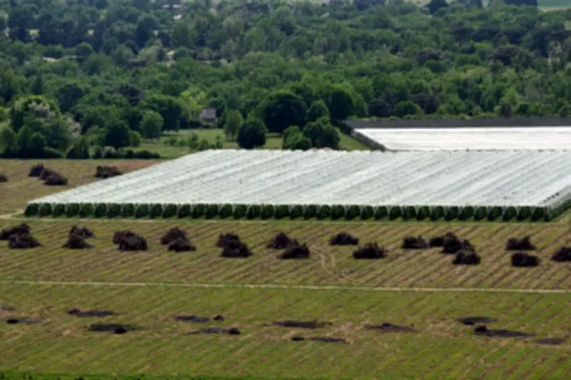 Foodwatch alerte l'UE sur des pesticides interdits dans les aliments importés