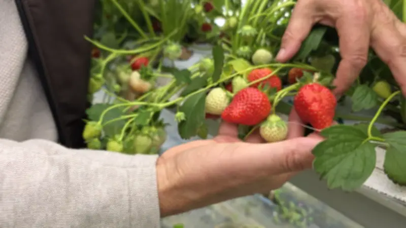 Fraise d'Île-de-France : comment elle résiste à la concurrence espagnole