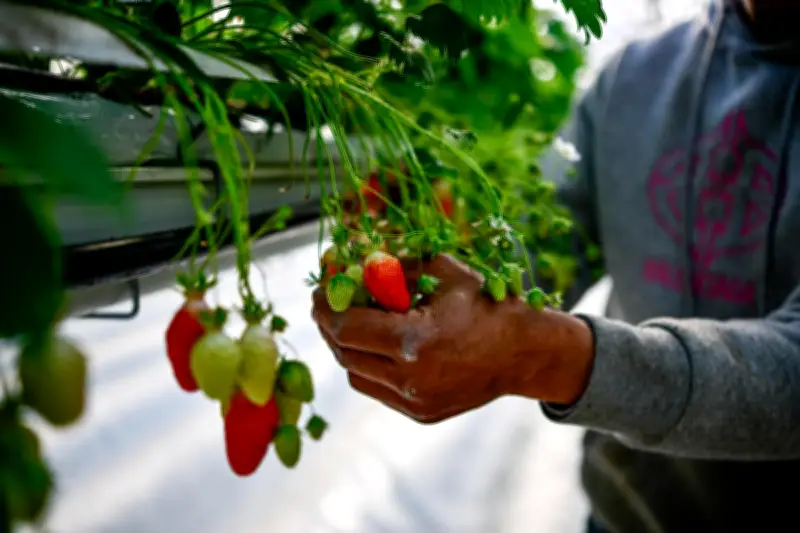 Fraise en Lot-et-Garonne : croissance record mais risque de saturation