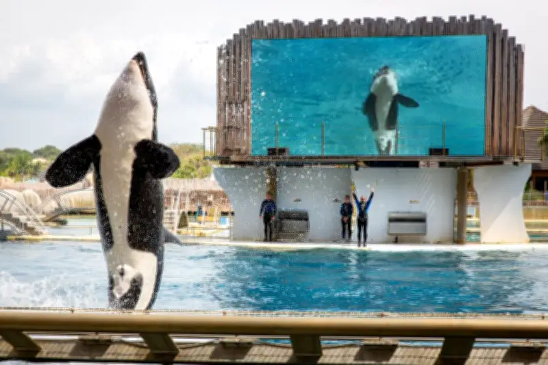 France veut envoyer les orques du Marineland d'Antibes en Espagne