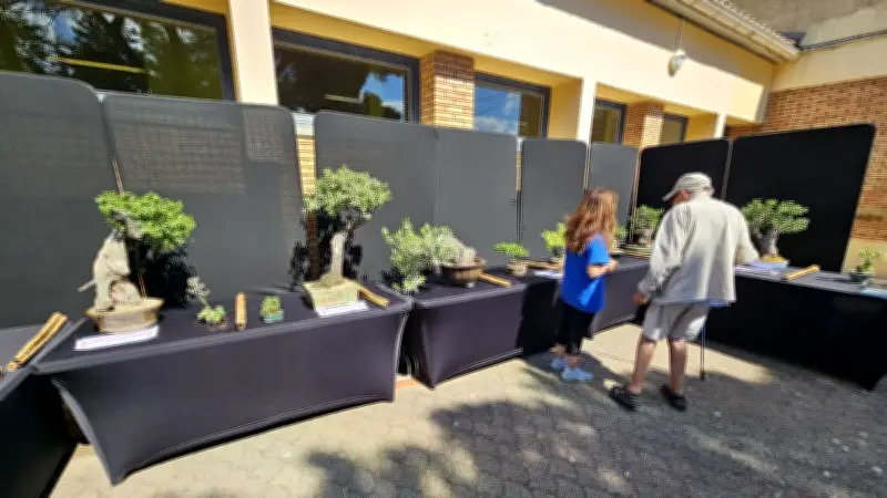 Fête de la nature au Crès : immersion dans l'art du bonsaï