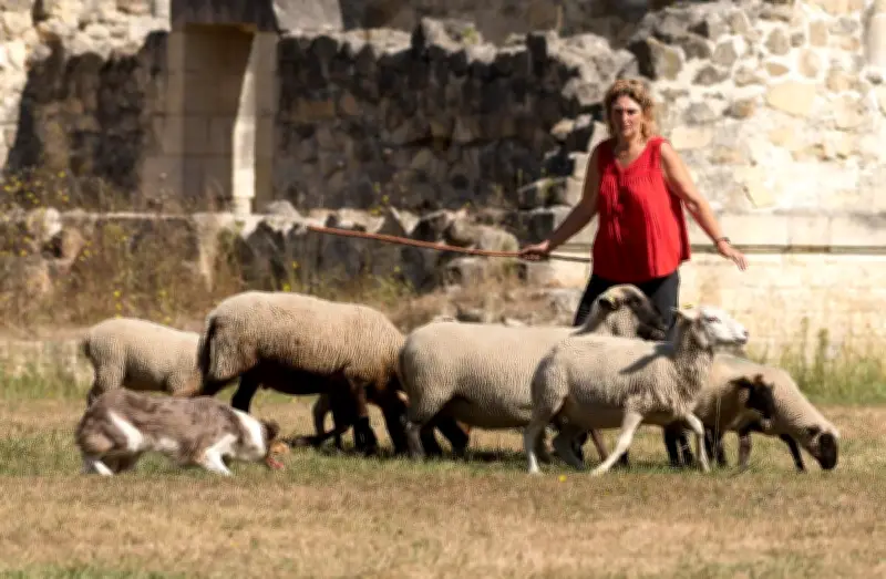 Fête de l'agneau à Pauillac : transhumance inédite et animations