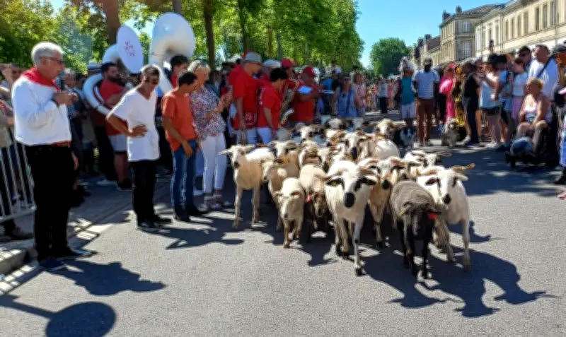 Fête de l'agneau à Pauillac : une édition sous la chaleur malgré une fréquentation en baisse