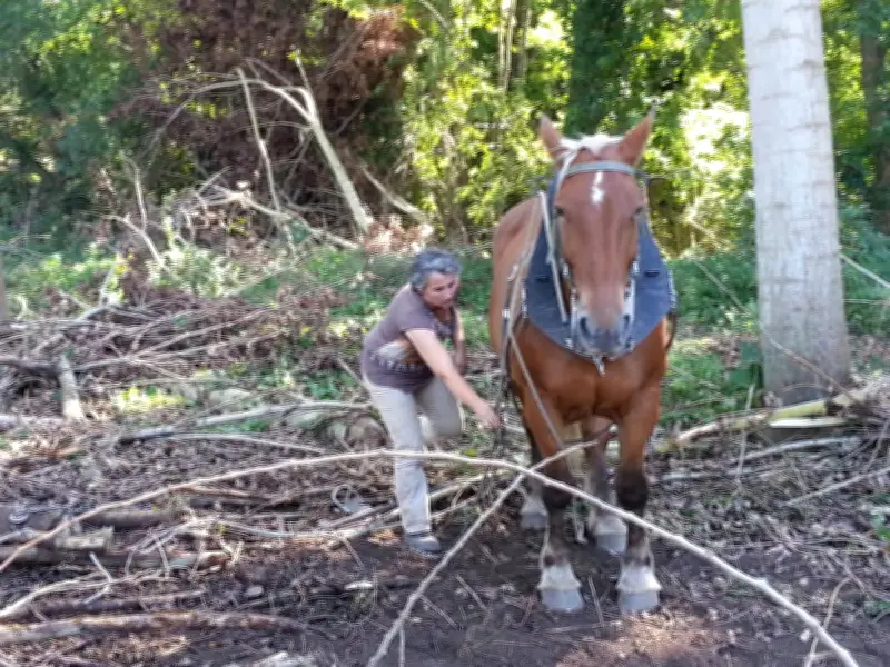 Fête des moulins à Saint-Julien-de-l'Escap : visites, marché et débardage à cheval
