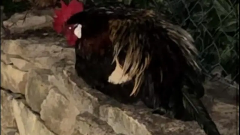 Gard : un coq tué par balle dans son enclos, la famille porte plainte
