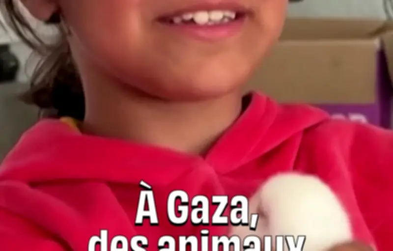 À Gaza, des enfants retrouvent le sourire grâce à la zoothérapie