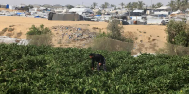 À Gaza, le blocus et les destructions mettent l'agriculture à l'agonie