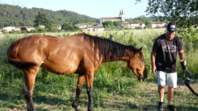 Goudargues : deux chevaux sauvagement attaqués, Flicka grièvement blessée