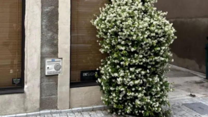 Grand’rue de Bessan : la végétalisation transforme l’artère urbaine