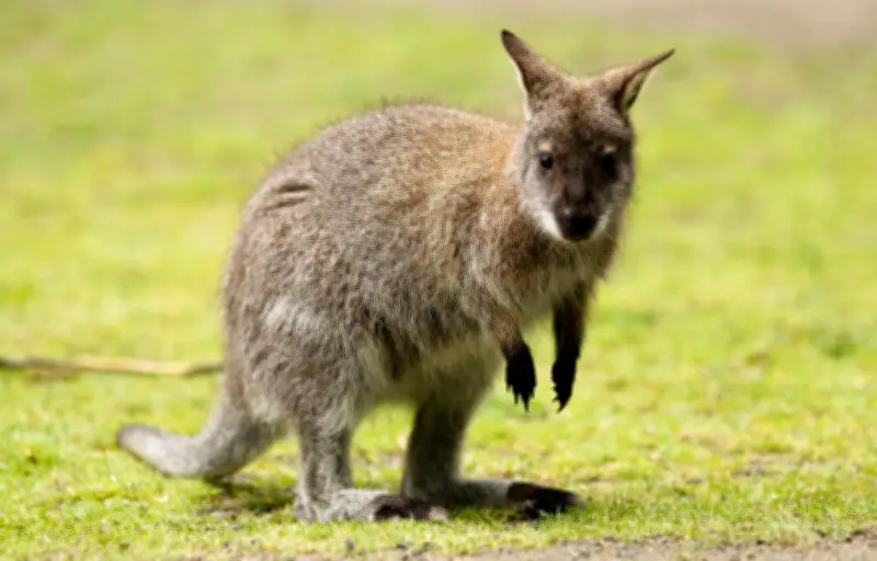 Gérant de parc animalier poursuivi pour avoir noyé un wallaby