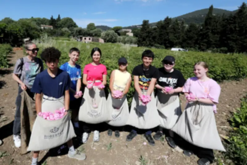 Grasse : des collégiens découvrent les secrets de la rose Centifolia