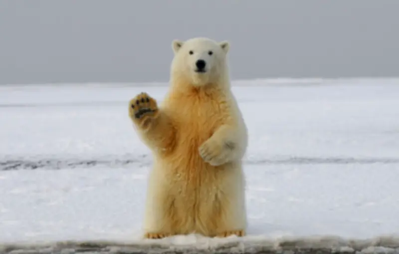 Grippe aviaire : un ours polaire mort du H5N5 dans l'Arctique norvégien