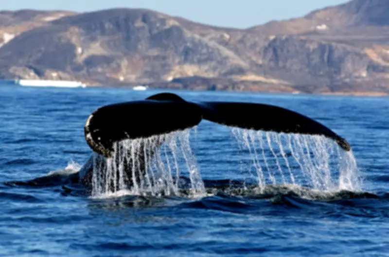 Guerre au Yémen : les baleines à bosse du Golfe prises au piège