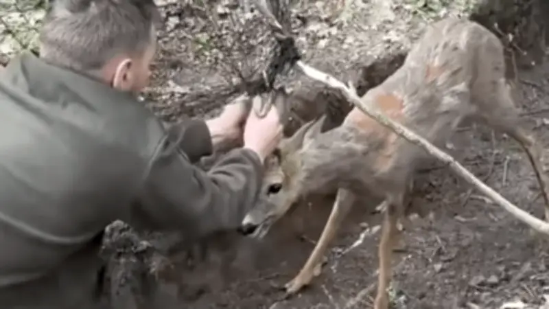 Guerre en Ukraine : des soldats sauvent un chevreuil pris dans un filet anti-drone