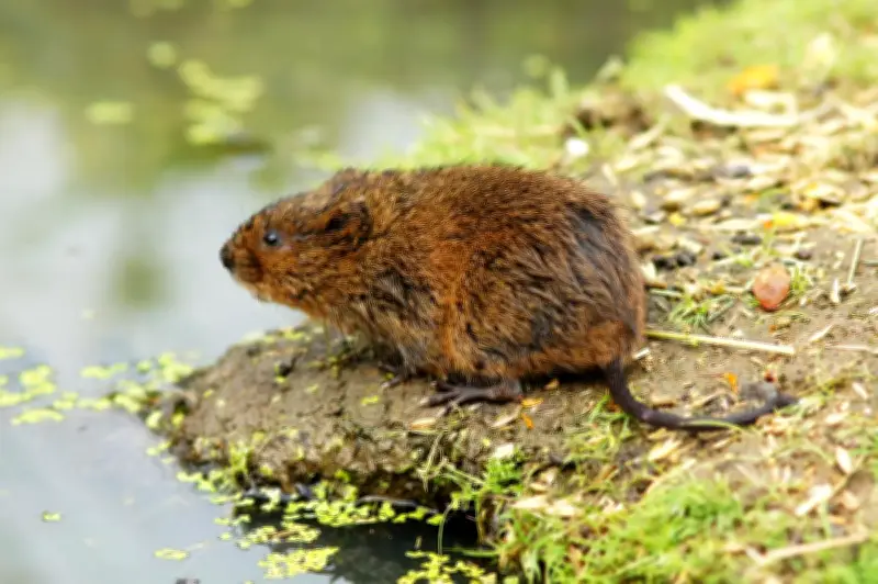 Hantavirus : ce qu'il faut savoir sur ces virus transmis par les rongeurs