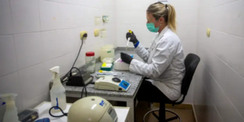 Hantavirus : l'OMS confirme huit cas liés au virus des Andes en Europe