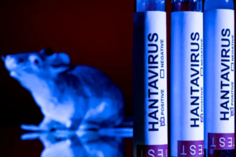 Hantavirus : recherche intensive faute de remède et vaccin