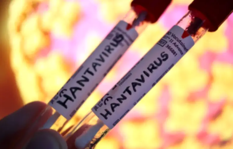Hantavirus : symptômes variables selon les continents, aucun traitement
