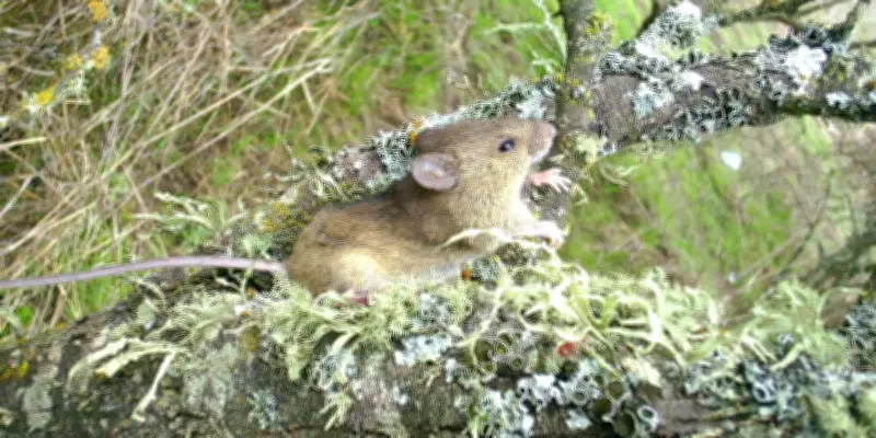 Hantavirus : tout savoir sur le rat pygmée de rizière à longue queue