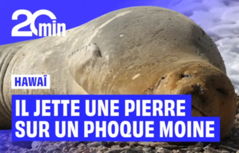 Hawaï : un touriste jette une pierre sur un phoque moine, indignation