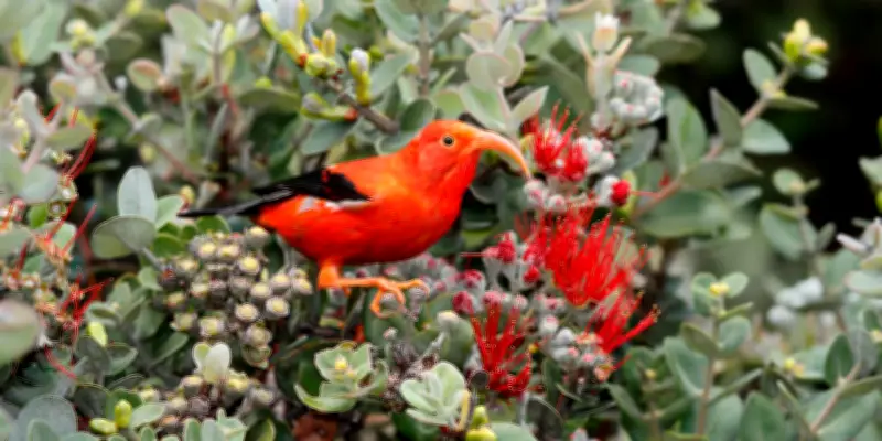 Hawaii : des oiseaux kleptomanes et parasites d'occasion