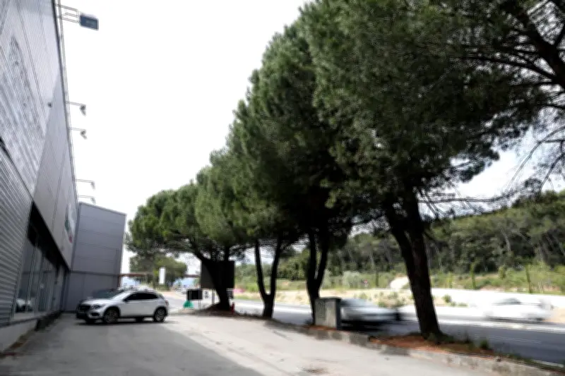 Huit pins menacés d'abattage près d'Antibes : la commune veut les sauver