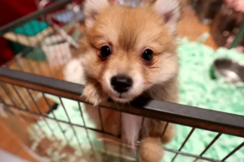 Hyères annule un salon de vente de chiots et chatons pour protéger les animaux