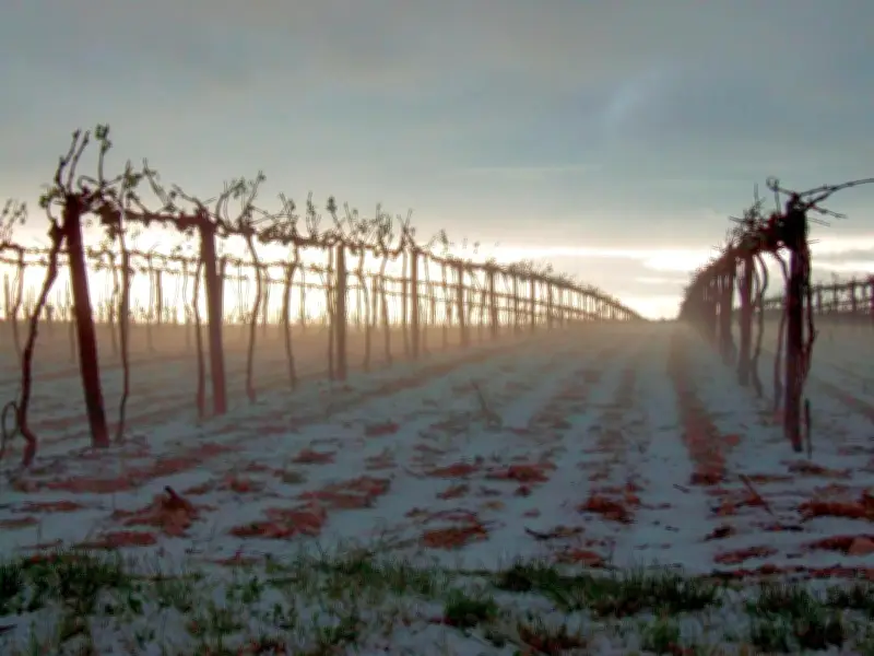 Il y a 17 ans, la grêle dévastait les vignes de Charente