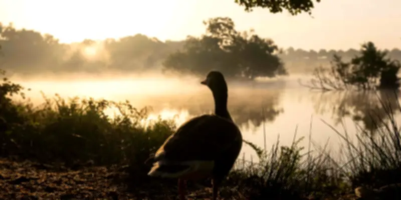 Impact de la chaleur précoce sur la faune et la flore