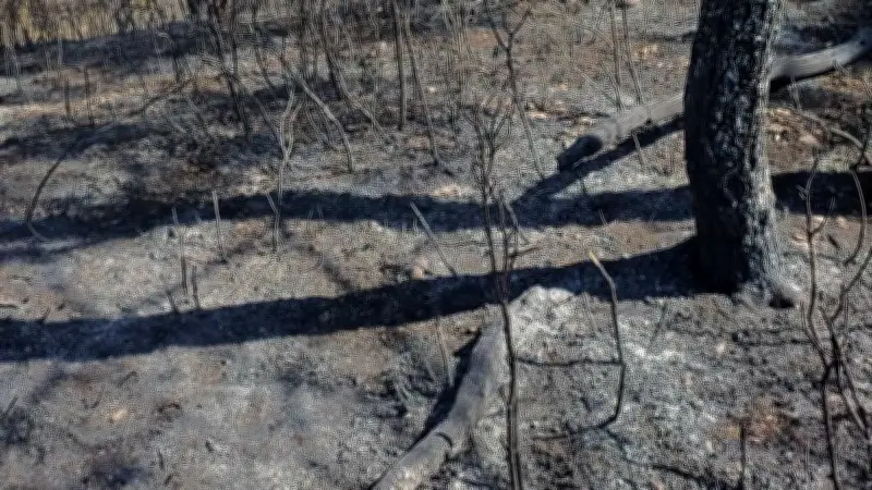 Incendie près de Montpellier : 4 000 m² de pinède brûlés par une fusée de détresse