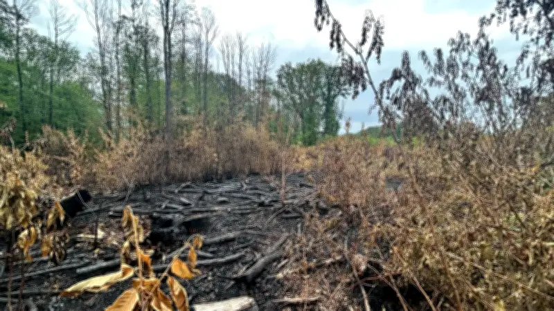Incendies en forêt de Montmorency : une série inquiétante de départs de feu