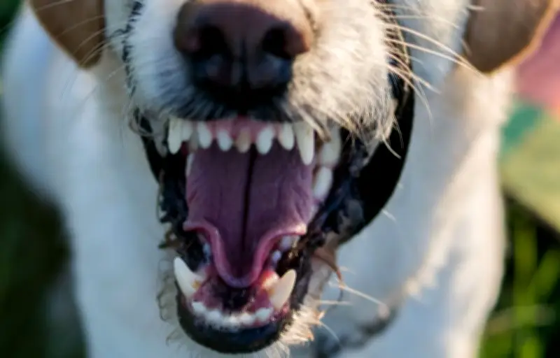 Indre : une femme de 70 ans tuée par ses chiens, 17 euthanasiés