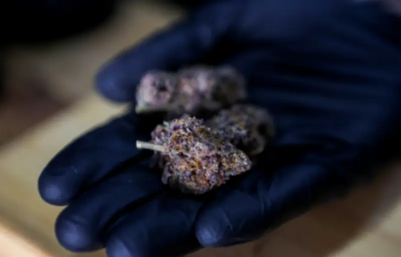 Interdiction des aliments au CBD en France à partir du 15 mai