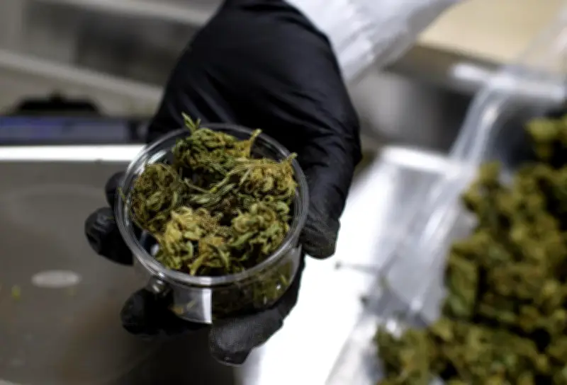 Interdiction du CBD alimentaire : les professionnels alertent sur les risques