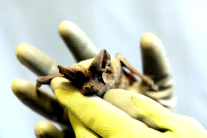Intoxiquées au plomb à Nice, des chauves-souris sauvées par un protocole inédit
