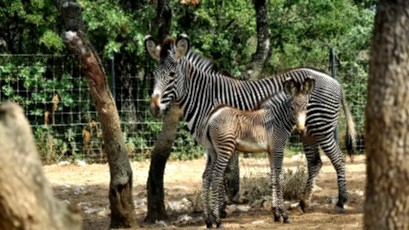 Intrusion nocturne au zoo de Lunaret : un zèbre blessé, tags et incendies