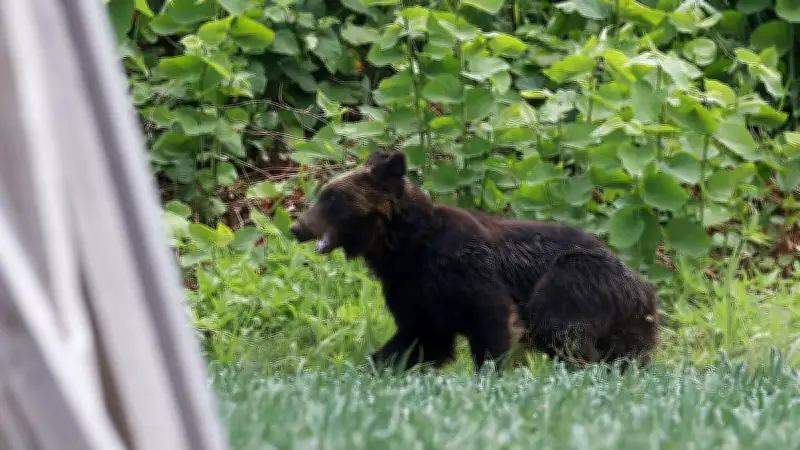 Japon : première attaque mortelle d'ours en 2026 après une année record