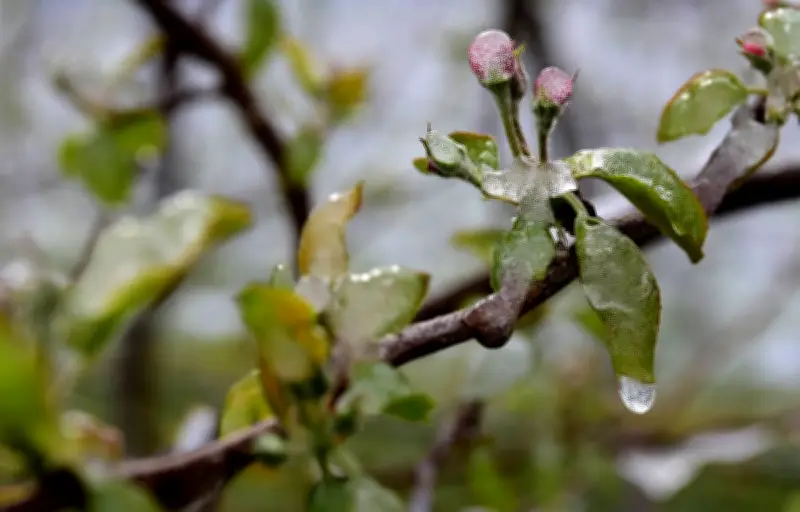 Jardinage : 5 erreurs à éviter après les Saints de glace