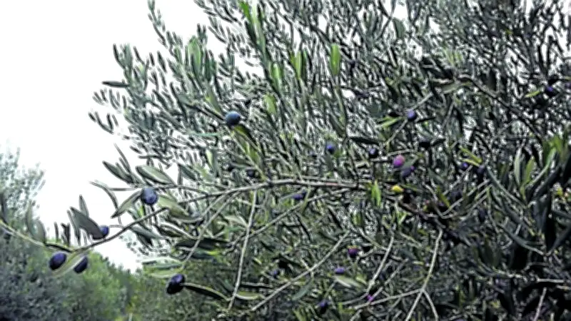 Journée de l’olivier au domaine d’Escattes le 30 mai