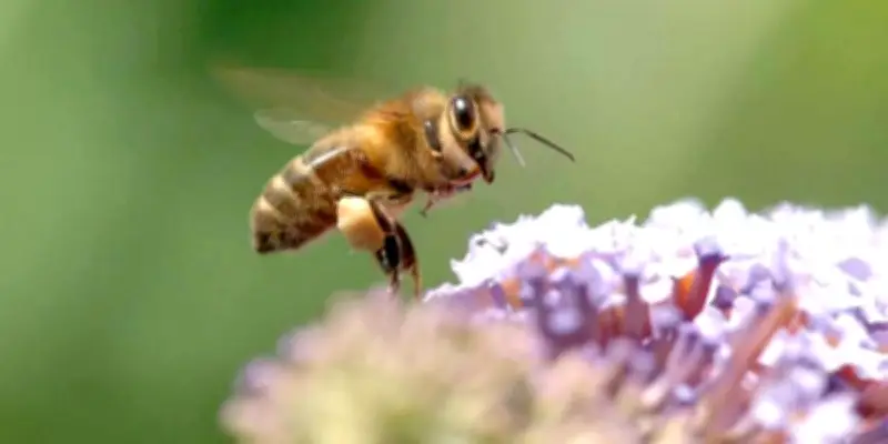 Journée mondiale des abeilles : six choses à savoir le 20 mai