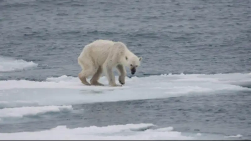 Journée mondiale des espèces menacées : un appel à l'action