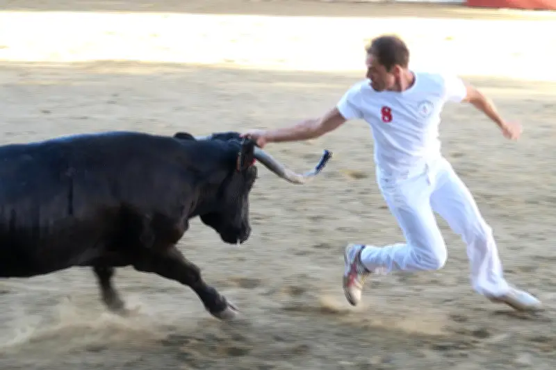 Journée taurine à Roquefort : concours de cocardes et repas animé