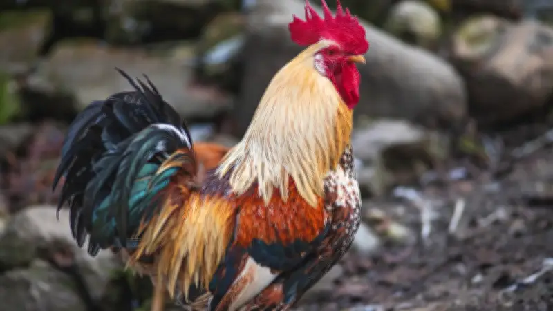 Kiki le coq sauvé par la justice : voisin débouté et condamné à payer