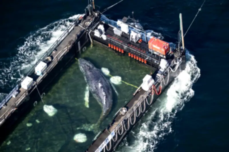 La baleine Timmy remorquée au Danemark pour autopsie