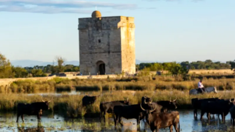 La Camargue dévoilée sous tous les angles à Saint-Aunès