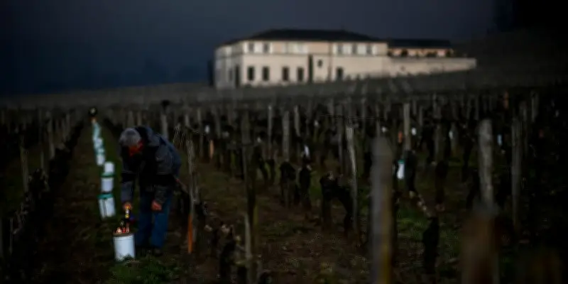 La consommation mondiale de vin poursuit sa décrue en 2025