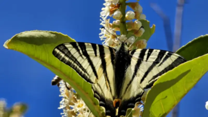 La Favède : 24h d'inventaire naturaliste participatif